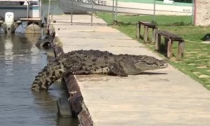 Big Crocodile Climbs up to Sun Bathe