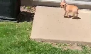 Pickles the Pup Hates Plastic Bags