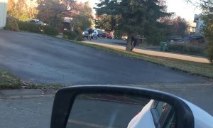 Moose Slips while Running Through Neighborhood