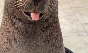 Cute Sea Lion Comes When Called