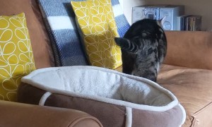 Cat Takes Couch over New Bed