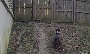 Boxer Showcases Ability to Jump 6 Foot Tall Fence