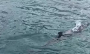 Surfing with Some Dolphins in Tobago