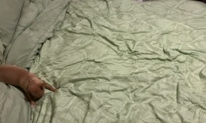 Puppy Too Excited to Sleep at Bedtime