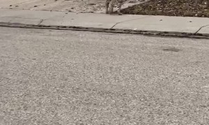 Bobcat Casually Strolls Along Street