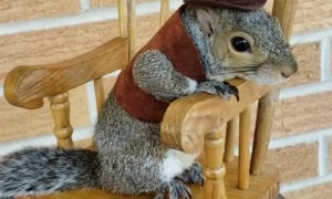 Little Squirrels Rocks in Rocking Chair
