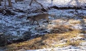 Saving a Deer Stuck in an Antler Lock