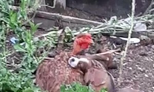 Chicken Adopts Litter of Puppies