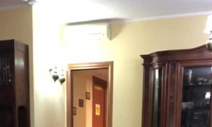 Doggo is Jealous She Isn't Getting Love