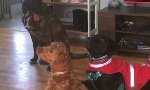 Disciplined pups go through doggy training at daycare 