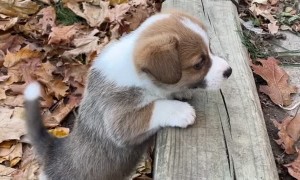 Corgi Pup Disapproves of Tall Step