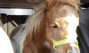 Transporting a Miniature Horse in a Denali