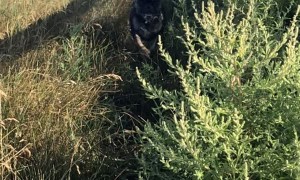 Frenchie Looks Majestic Running through Grass