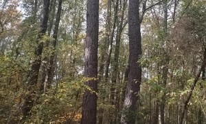 Hog Stuck for Days Rescued From Abandoned Oil Pit