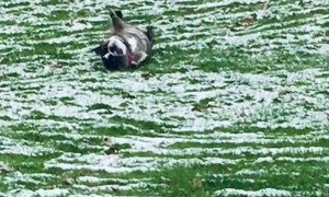 Chloe Loves Rolling Down Snowy Hill