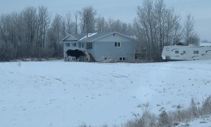Bull Moose Chases Down Dog