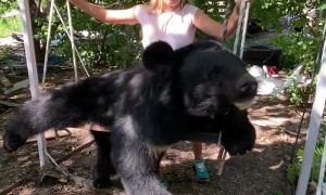 Bear Relaxes on Custom Made Swing