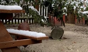 Chicken's First Time in Snow