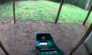 Woman Takes a Tumble after Breaking up Dog and Goat