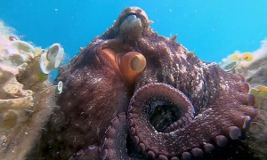 Close Encounter with an Octopus