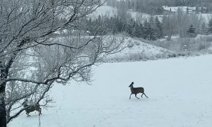 Synchronized Deer Hop Through Yard