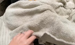 Rescuing a Stray Kitten at McDonald's