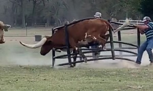 Longhorn Stuck in Hay Ring