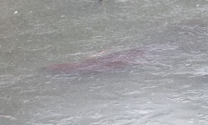 Ice-Breaking Beaver Finds a Snack
