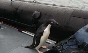 Penguin Stowaways