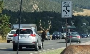 Elk with Attitude Uses Antlers