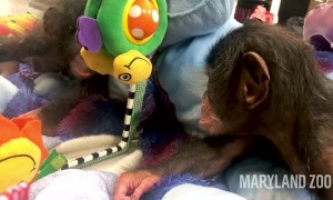 Baby chimp starts to notice her reflection in the mirror 