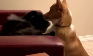 Corgi and Cat Scrap Over Chair