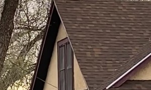 Strange Dog Barks on Rooftop