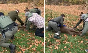 Police rescue buck tangled in soccer net