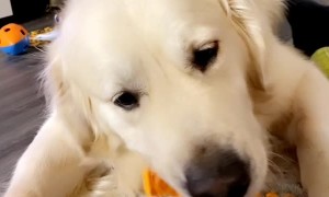 Dog Loves Eating Carrots