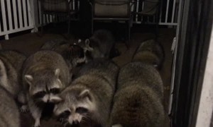 Italian Raccoon Whisperer