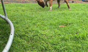 Bouncy Bull Terrier