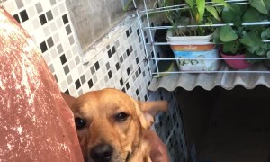 Dog Has a Hard Time with Goodbyes