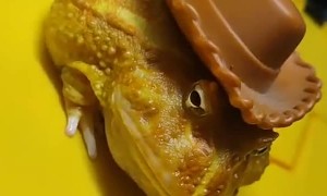 Frog Enjoys Dressing up Like a Cowboy