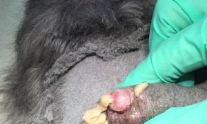 Animal Cyst Expression
