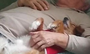 Doggy Relaxes With a Delightful Belly Rub
