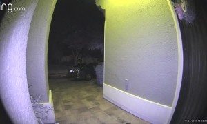 Woman Opens Door to a Big Furry Surprise