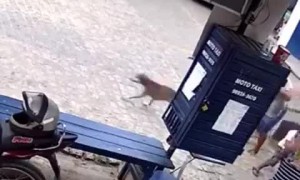 Excited Dog Drags Skirt Down