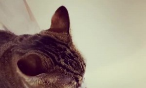 Cat tries to drink from shower without getting wet