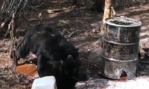 Black Bears Battle It Out