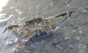 Crabs Battle in the Shallows