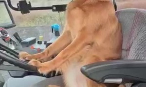 Doggy Takes Tractor for a Spin