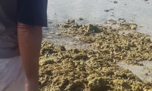 Turtles Relocated From Behind Man Made Sea Wall