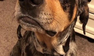 Doggy Disagrees With Telling a Story About Him