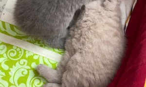 Kitten Caressing Brother Before Bedtime